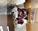 Small #5 Dogo Argentino-Labrador Retriever Mix