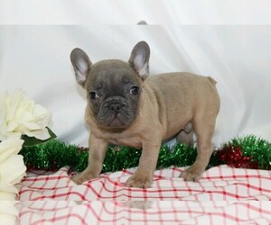 French Bulldog Puppy for sale in FREDERICKSBG, OH, USA