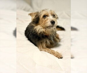 A Beckett - Male Mutt Dog for Adoption - Photo #6