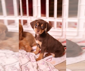 Beagle-Chihuahua Mix Puppy for Sale in VICTORVILLE, California USA