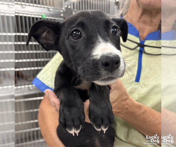 Medium Photo #3 Dachshund-Retriever  Mix Puppy For Sale in Washington, DC, USA