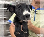 Small #2 Dachshund-Retriever  Mix