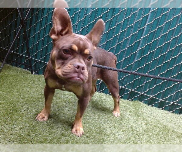 Medium Photo #1 French Bulldog-Unknown Mix Puppy For Sale in Downey, CA, USA