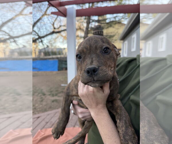 Medium Photo #1 Mutt Puppy For Sale in Fort Collins, CO, USA