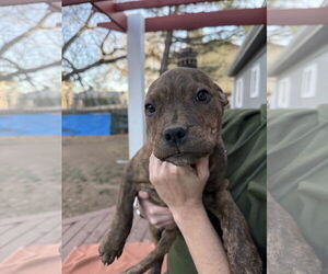 Mutt Dogs for adoption in Fort Collins, CO, USA