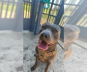 American Pit Bull Terrier Dogs for adoption in Houston, TX, USA