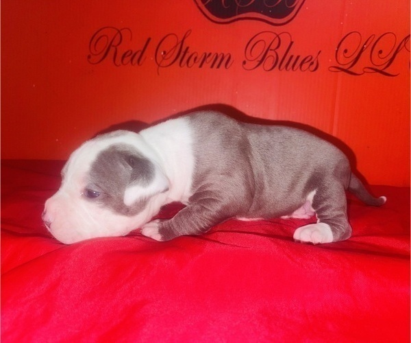 Medium Photo #8 American Pit Bull Terrier Puppy For Sale in TRENTON, NJ, USA