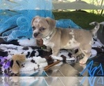 Small Photo #9 French Bullhuahua Puppy For Sale in YPSILANTI, MI, USA