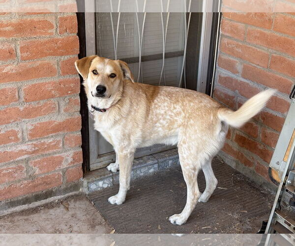 Medium Photo #1 Golden Retriever-Red Heeler Mix Puppy For Sale in Chandler, AZ, USA