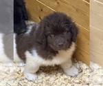 Small #3 Newfoundland