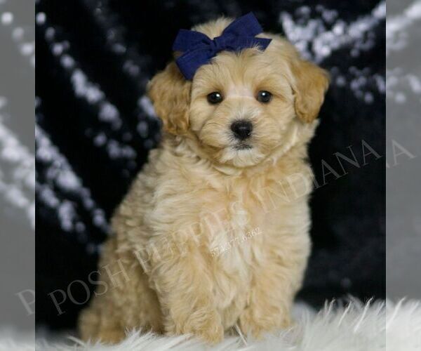 Medium Photo #86 Maltipoo (Miniature) Puppy For Sale in WARSAW, IN, USA