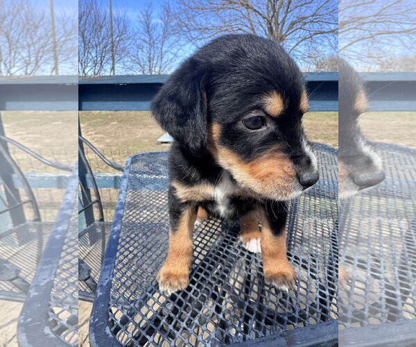 Medium Photo #3 Beagle-Unknown Mix Puppy For Sale in Columbus, IN, USA