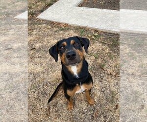 Rotterman Dogs for adoption in Pipe Creek, TX, USA