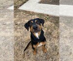 Small Photo #1 Rotterman Puppy For Sale in Pipe Creek, TX, USA