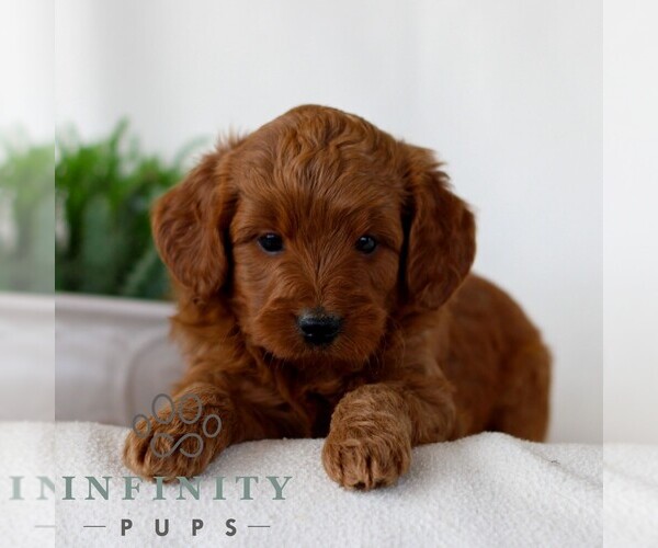 Medium Photo #3 Goldendoodle (Miniature) Puppy For Sale in NARVON, PA, USA