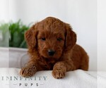 Small #2 Goldendoodle (Miniature)