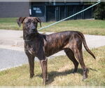 Small #2 Boxer-Plott Hound Mix