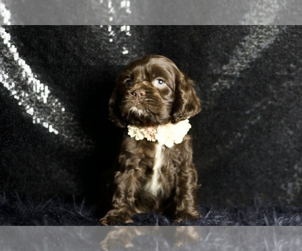 Medium Photo #110 Cocker Spaniel Puppy For Sale in WARSAW, IN, USA