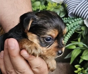 Yorkshire Terrier Puppy for sale in SALEM, OR, USA