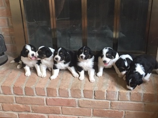 Great Bernese Puppy for sale in MONTGOMERY, TX, USA
