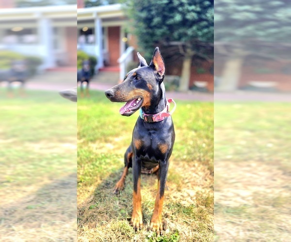 Medium Photo #1 Doberman Pinscher Puppy For Sale in ALEXANDRIA, VA, USA