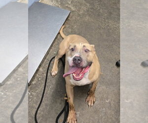 Tazz - Male Mutt Dog for Adoption - Photo #3