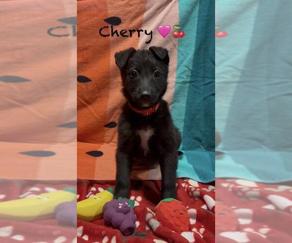 Medium Photo #1 Mutt Puppy For Sale in Turlock, CA, USA