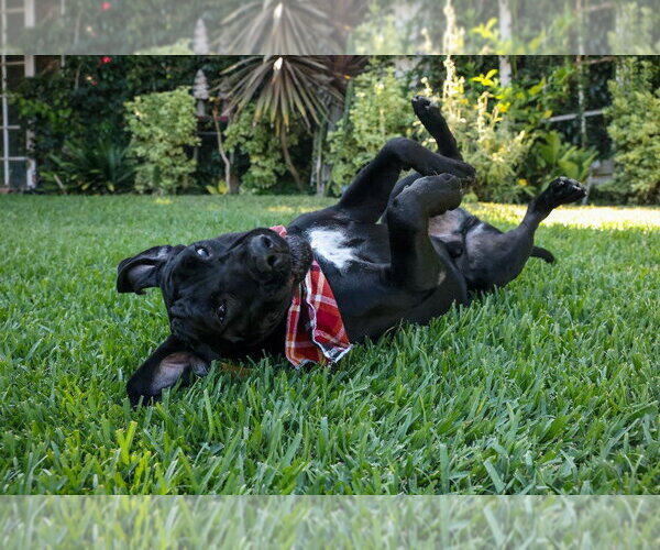 Medium Photo #27 Mutt Puppy For Sale in Lake Forest, CA, USA