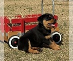 Small Photo #7 Rottweiler Puppy For Sale in MARION, SC, USA