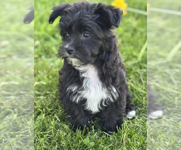 Medium Photo #9 Morkie Puppy For Sale in ROCK STREAM, NY, USA
