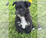 Small #8 Morkie