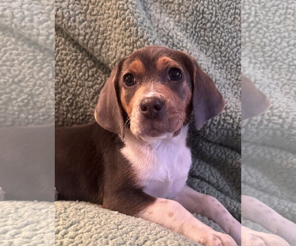 Medium Photo #4 Beagle-Unknown Mix Puppy For Sale in Pottstown, PA, USA