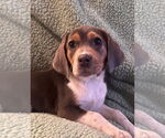 Small #3 Beagle Mix