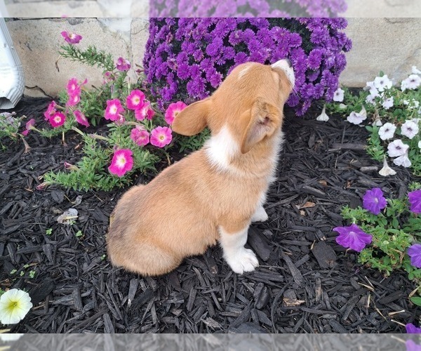Medium Photo #7 Pembroke Welsh Corgi Puppy For Sale in SHILOH, OH, USA