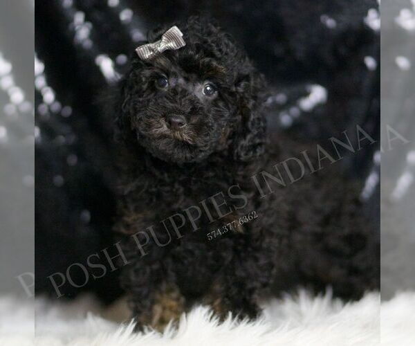 Medium Photo #3 Poodle (Toy) Puppy For Sale in WARSAW, IN, USA