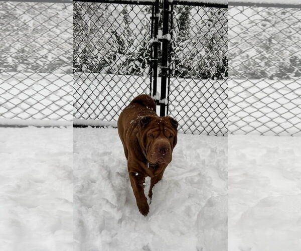 Medium Photo #4 Mutt Puppy For Sale in Spring Lake, NJ, USA