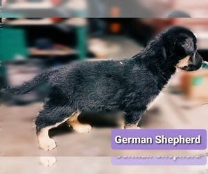 German Shepherd Dog Puppy for sale in ZILLAH, WA, USA