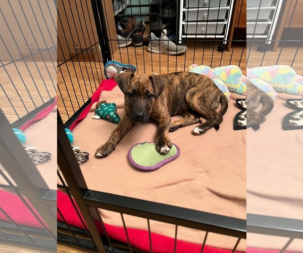 Medium Photo #3 Mutt Puppy For Sale in Uwchlan, PA, USA