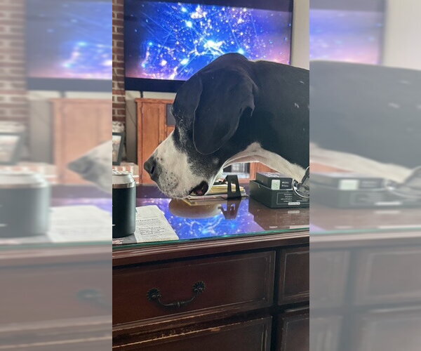 Medium Photo #3 Great Dane Puppy For Sale in Bullard, TX, USA