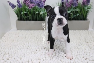 Boston Terrier Puppy for sale in LAS VEGAS, NV, USA