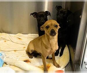Chihuahua Dogs for adoption in Orange, CA, USA