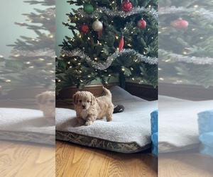 Cavapoo Puppy for sale in GREENVILLE, MO, USA