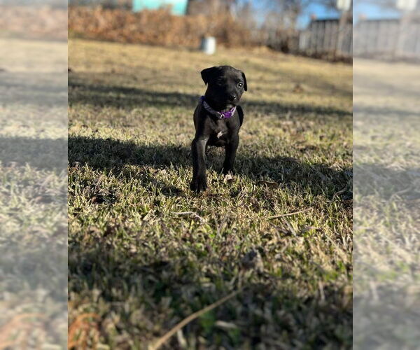 Medium Photo #4 Mutt Puppy For Sale in OKLAHOMA CITY, OK, USA