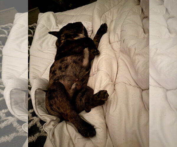 Medium Photo #9 French Bulldog Puppy For Sale in Buffalo, MN, USA