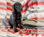 Puppy Angus Labrador Retriever