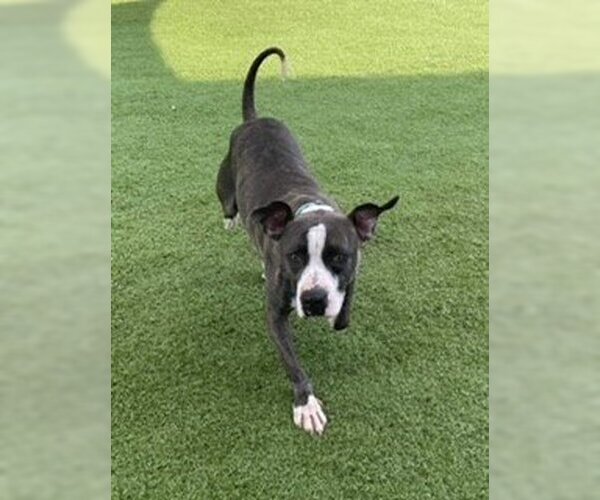 Medium Photo #8 Mutt Puppy For Sale in Shreveport, LA, USA