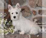 Puppy Star West Highland White Terrier
