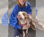 Small #2 American Pit Bull Terrier Mix