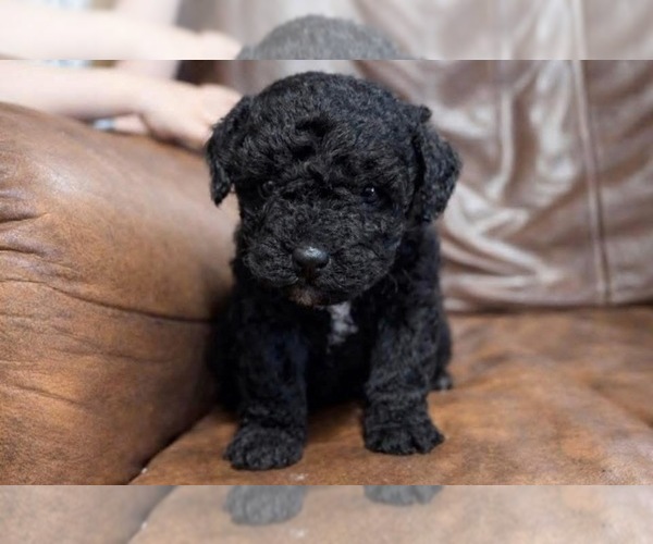 Medium Photo #1 Aussiedoodle Toy Puppy For Sale in CAMPBELLSVILLE, KY, USA