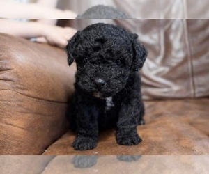 Aussiedoodle Toy Puppy for sale in CAMPBELLSVILLE, KY, USA